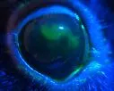 rabbit eye
